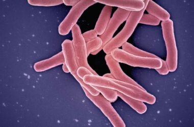 a close up of a blood cell with blood cells