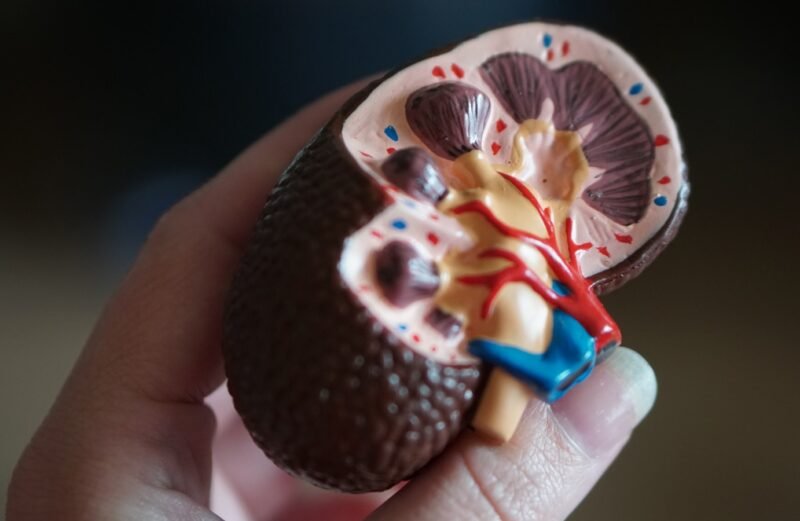 kidney scale model in hand