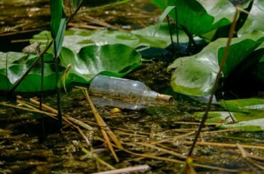 Glass bottle floating among lily pads and reeds.