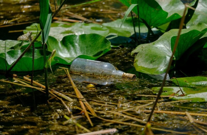 Glass bottle floating among lily pads and reeds.